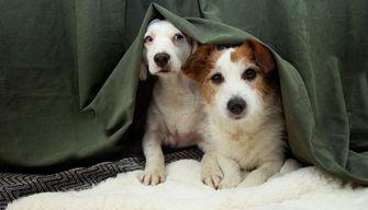 Come proteggere cani e gatti dai botti di Capodanno