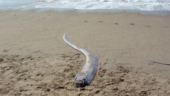 Sulla spiaggia spunta il rarissimo pesce remo: sciagura imminente?