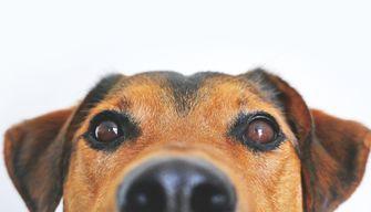 Con ChatGPT il tuo cane diventa un umano: il nuovo trend è virale sui social