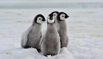 Gli escrementi dei pinguini per combattere il cambiamento climatico: la scoperta del team di Helsinki