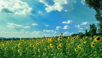 Le 5 poesie più belle da dedicare all’estate