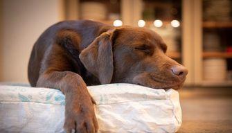 I cani provano stress e insonnia proprio come gli esseri umani: lo rivela uno studio