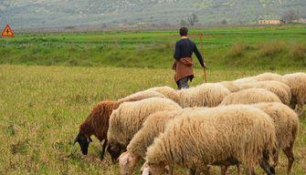 A grande richiesta torna la scuola dei pastori: iscrizioni entro febbraio 2026. Quest'anno boom di ragazze