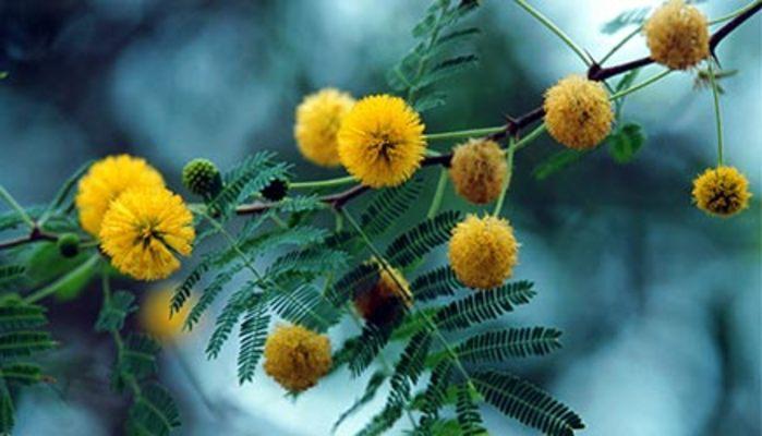 Festa della donna: regaliamo una mimosa