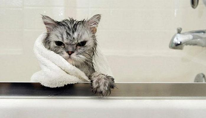 Il gatto non è un animale domestico: ecco perché