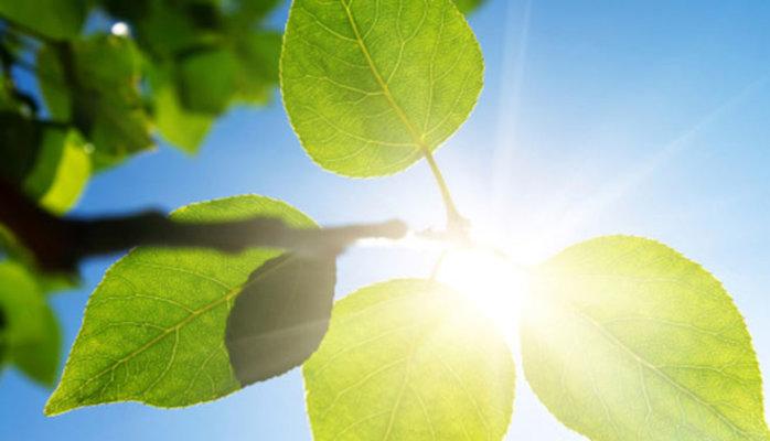 Energia dalle piante: gli scienziati vanno al liceo