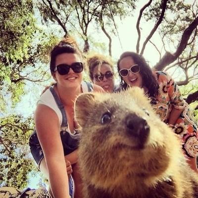 Il sorriso del Quokka ti conquisterà: è lui il Gatto del 2016!