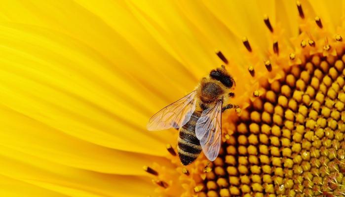 Adotta un alveare e salva le api dall'estinzione: puoi fare tutto online