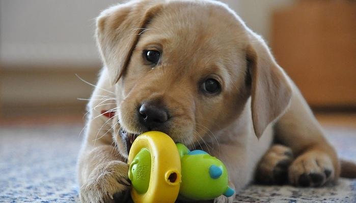 Stress da esami? Accarezzare un cucciolo ti salverà: lo dice la scienza