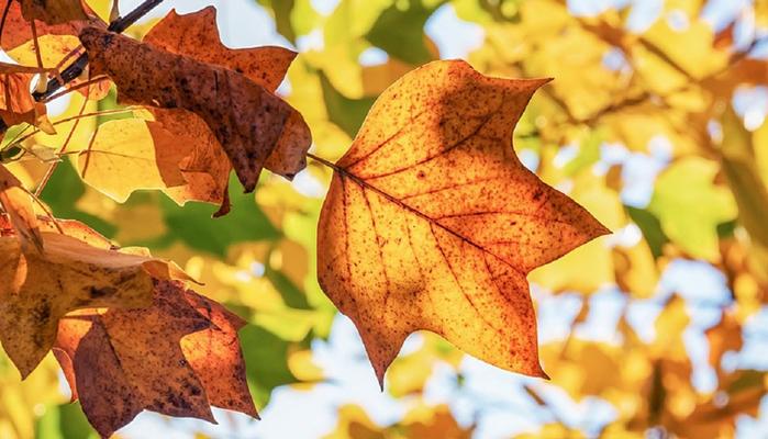 Inizia l'Autunno: frasi, poesie e canzoni dedicate alla stagione