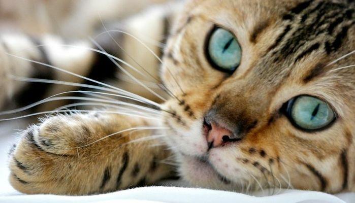 Festa del gatto: le 10 cose che non sapevi sul felino del tuo cuore