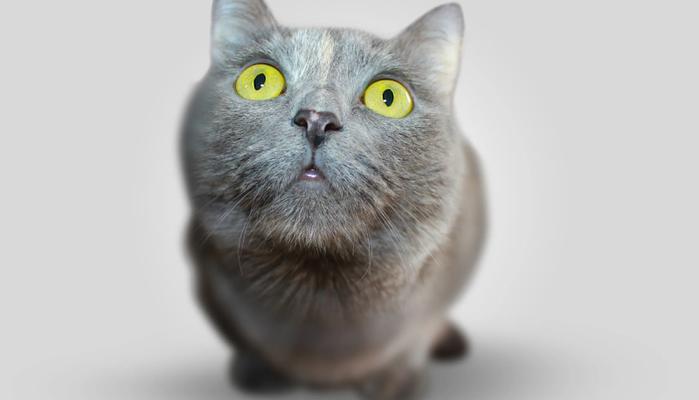 Risultati test veterinaria 2021, come vedere il tuo punteggio