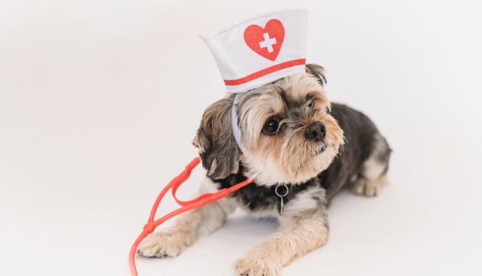 Domande e risposte Test Veterinaria 2021: quali sono?