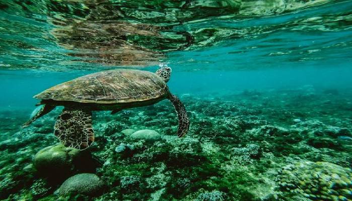 Perché oggi 8 giugno è la giornata mondiale degli oceani