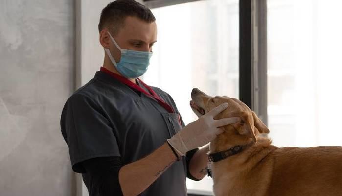 Test Veterinaria 2022: quiz, soluzioni, domande: aggiornamenti in diretta