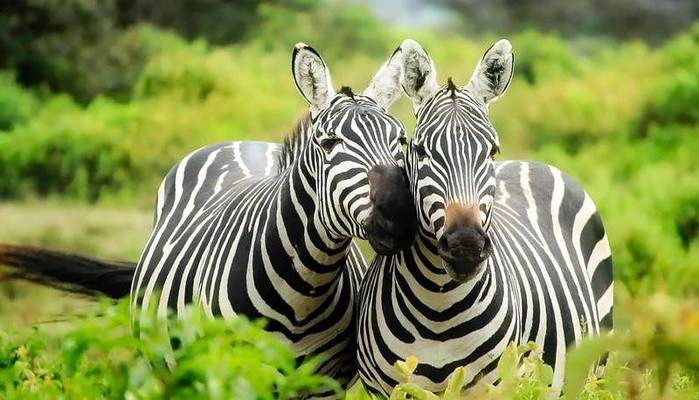 Estate 2022: guida ai parchi biologici d'Italia da visitare