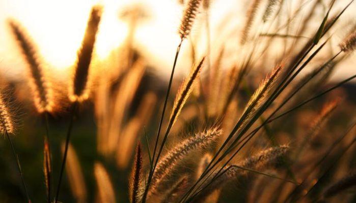 Maturità 2023 materie istituto professionale Agricoltura e Sviluppo Rurale