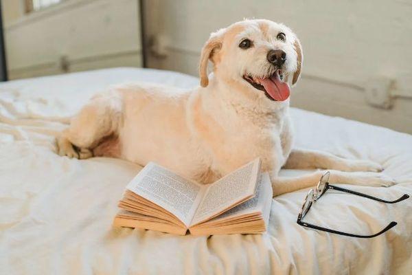 Qual è la razza di cane più intelligente del mondo? La classifica dello studio scientifico