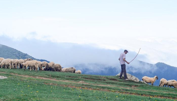 La prima scuola gratuita per diventare pastori: si trova in Toscana