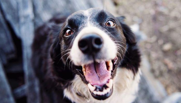 Test Veterinaria 2023, le domande del TOLC VET CISIA