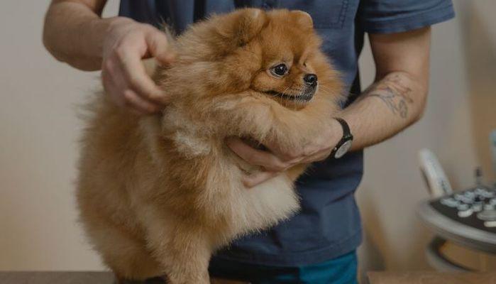 Università, quanti posti a Veterinaria 2023/24?