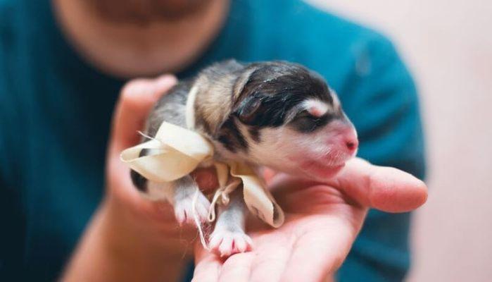 Test Veterinaria come vedere i risultati TOLC VET