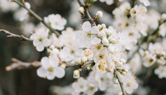 Equinozio di primavera, che cos'è e quando cade nel 2023