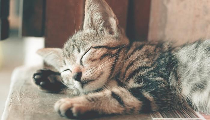 Giornata mondiale del gatto