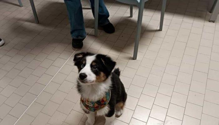 Professoressa porta a lezione il suo cucciolo, il preside: "È diventato subito la mascotte di tutti"