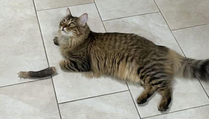 Questo gatto ha la zampa staccata? È tutta un'illusione ottica