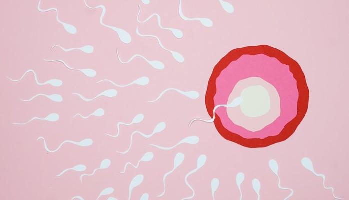 Un singolo spermatozoo può contenere quasi 1 giga di informazioni: a quanta 'memoria' equivale un'eiaculazione?