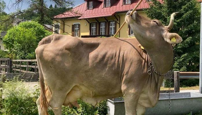 Veronika, la mucca intelligente che usa la scopa per grattarsi: la scoperta che cambia la scienza