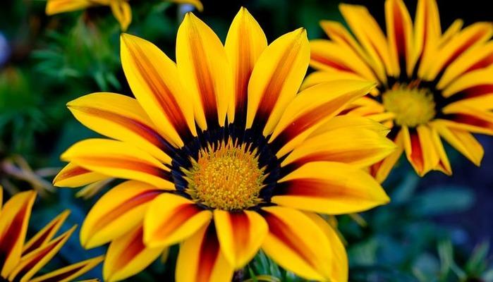 Portami il girasole ch'io lo trapianti - Parafrasi