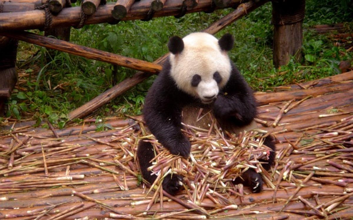 10 cose fiche che forse non sapevate sui Panda